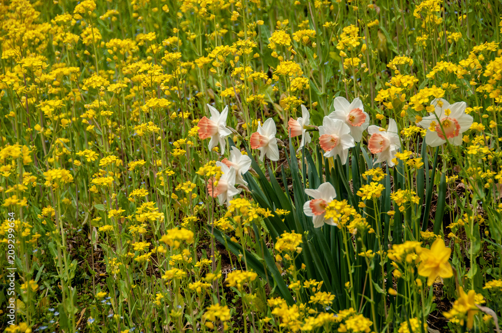 Obraz premium 黄色いスイセン