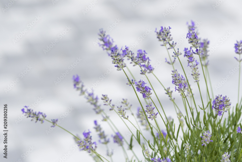 Obraz premium Flowering lavender in rock.