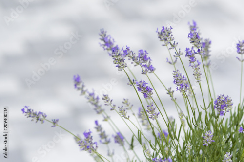 Flowering lavender in rock.