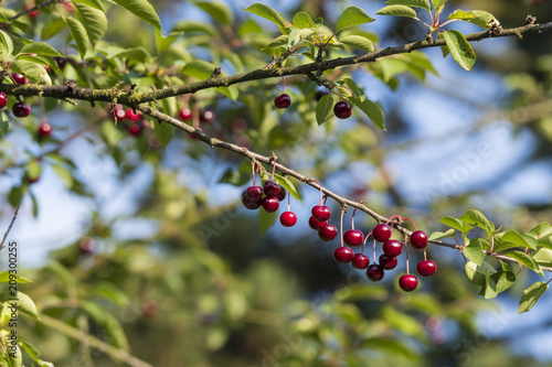 Red fruits on a branch of a cherry.