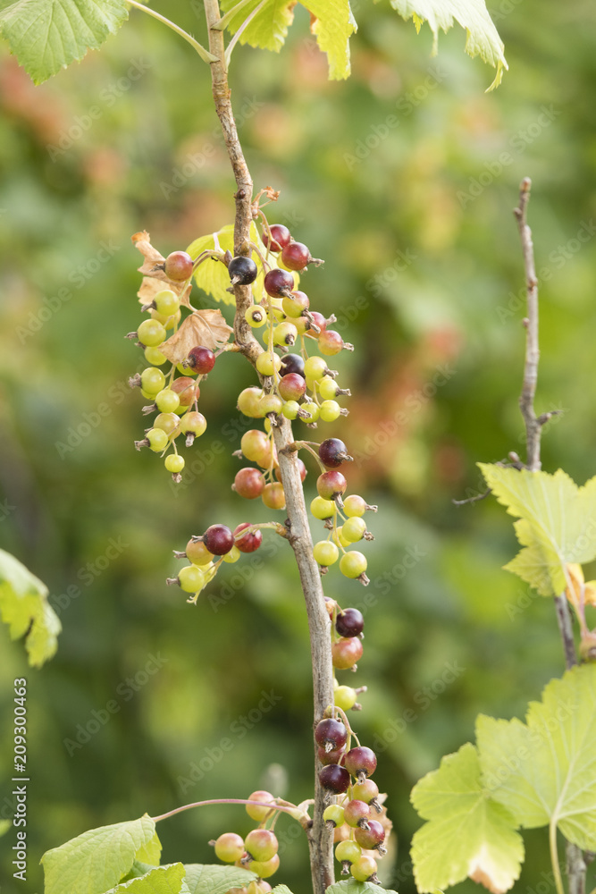 Unripe fruits of currant on bushes in the garden. Unripe fruits of currant on bushes in the garden.