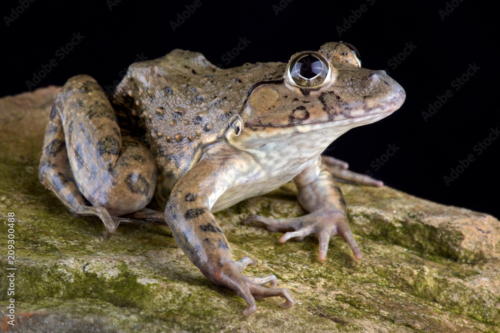 Fototapeta premium Chinese edible frog (Hoplobatrachus rugulosus)