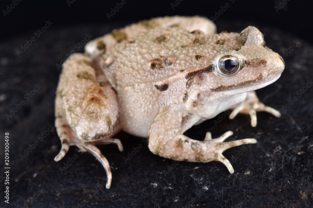 Moroccan painted frog (Discoglossus scovazzi) Moroccan painted frog (Discoglossus scovazzi)