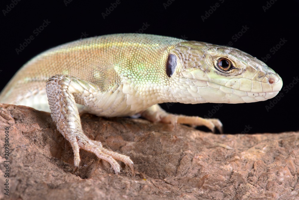 Fototapeta premium Corfu green lizard (Lacerta trilineata major)