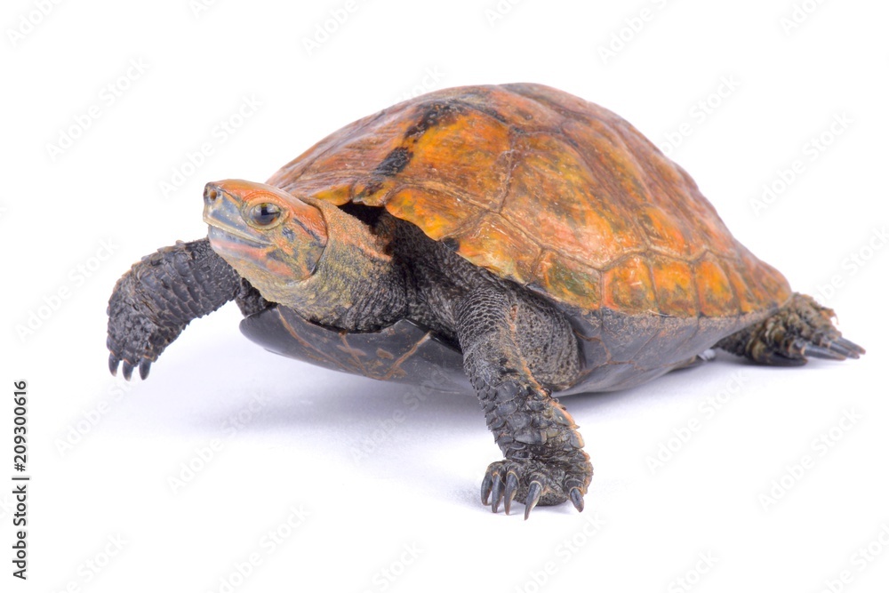 Fototapeta premium Japanese pond turtle (Mauremys japonica
