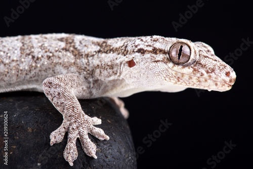 Giant Madagascan velvet gecko (Blaesodactylus sakalava)