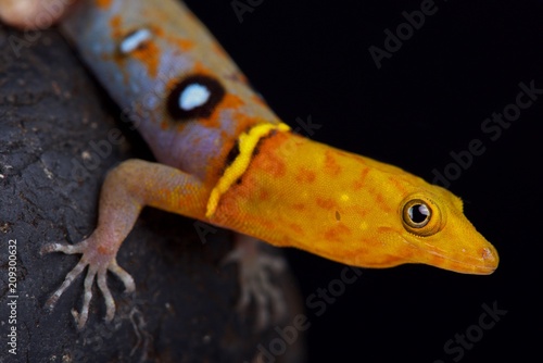 Ocellated day gecko (Gonatodes ocellatus) photo