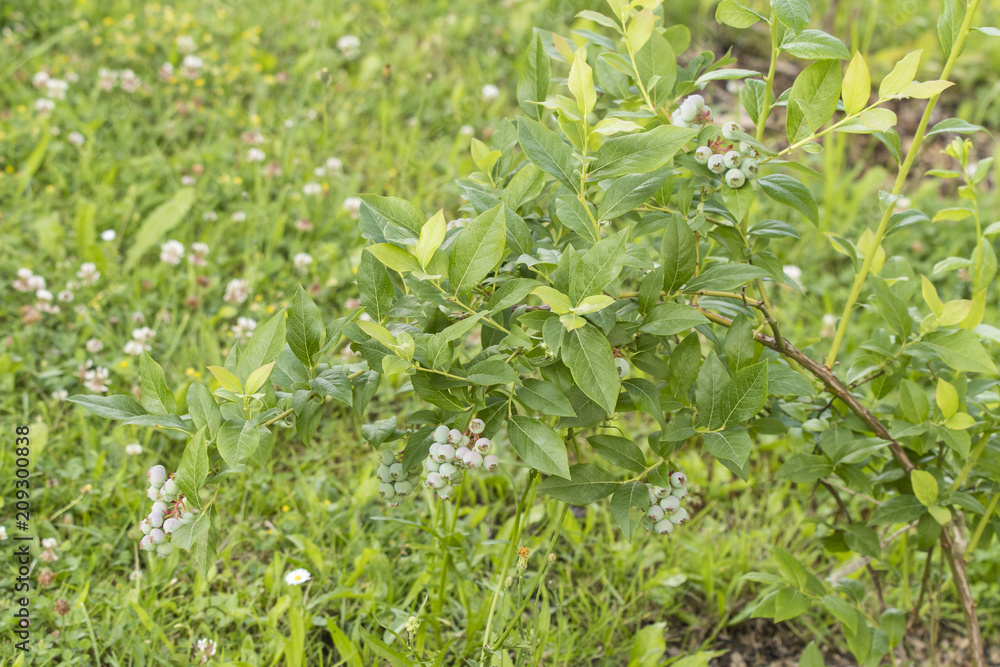 Green berries with green leaves. Green berries with green leaves.