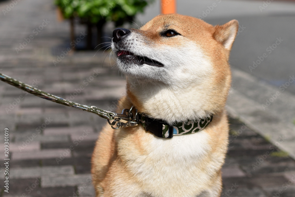 柴犬 見上げる 舌 Stock Photo Adobe Stock
