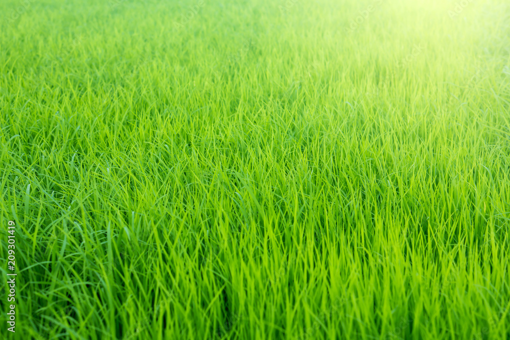 beautiful young green rice fields texture background, countryside Thailand 