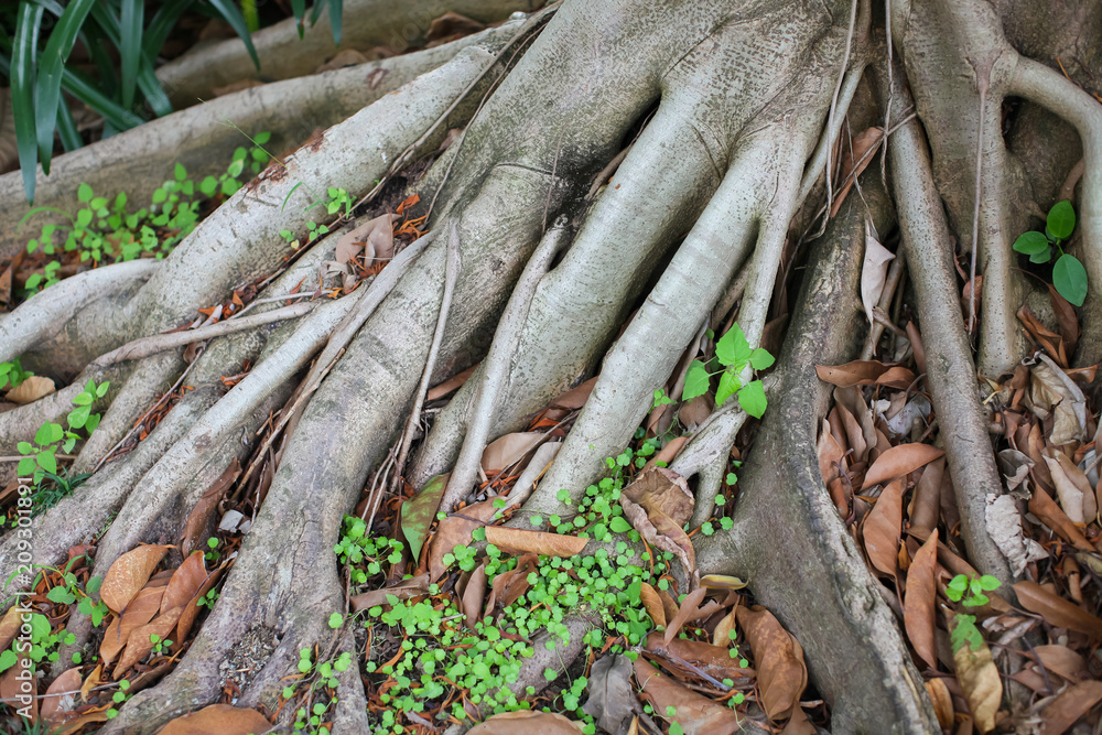 The massive gray roots of the tree go to the ground covered with green grass, top view