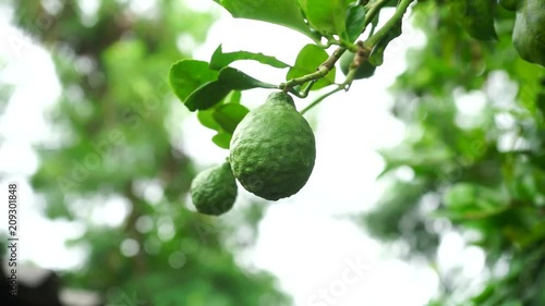 Bergamot on Tree in garden

