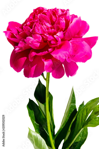 Fototapeta Naklejka Na Ścianę i Meble -  Pink peony flower isolated on white background