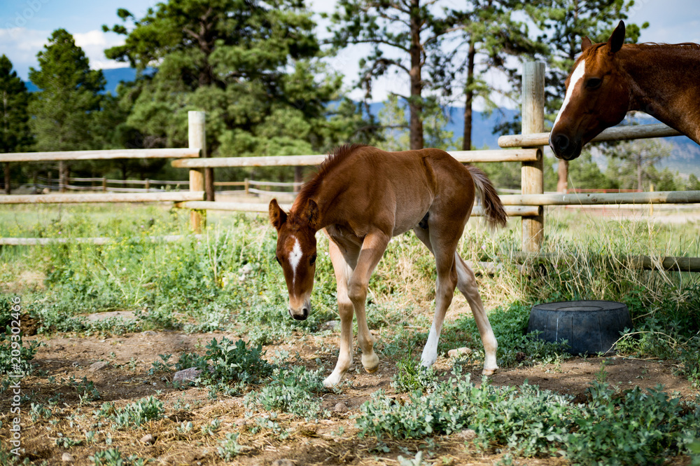 Obraz premium Chestnut Colt in Pasture