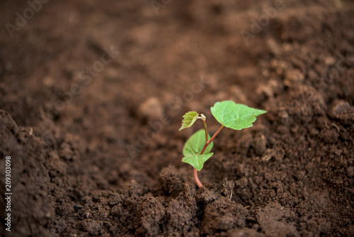 New plant - young tree