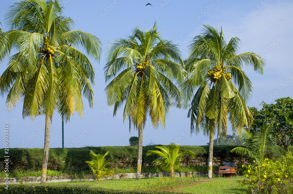 Beautiful landscape of tropical trees Port Blair India
