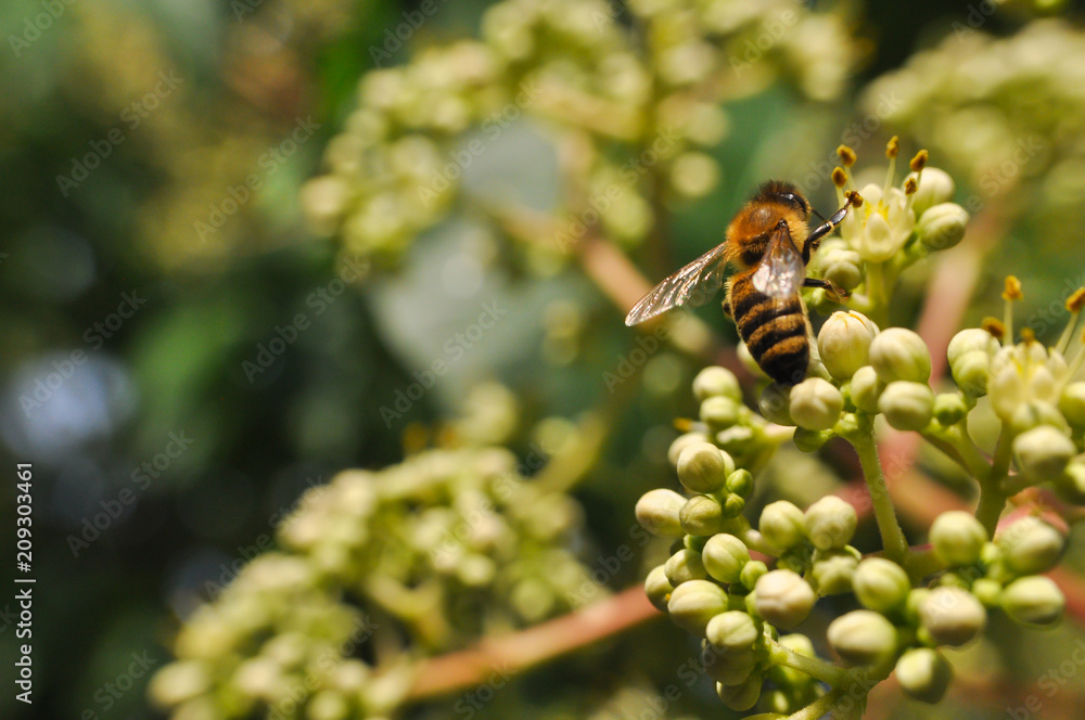 Honey bee collect nectar on euodia tree. Honey bee pollinating tree Honey bee collect nectar on euodia tree. Honey bee pollinating tree