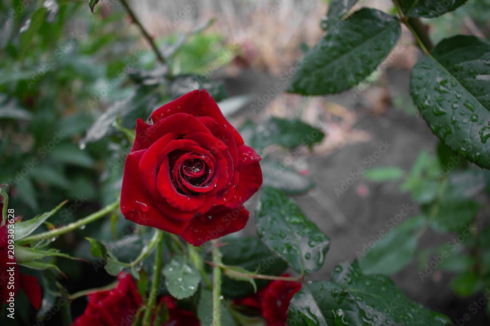 Beautiful red rose with raindrops. Flowers after rain