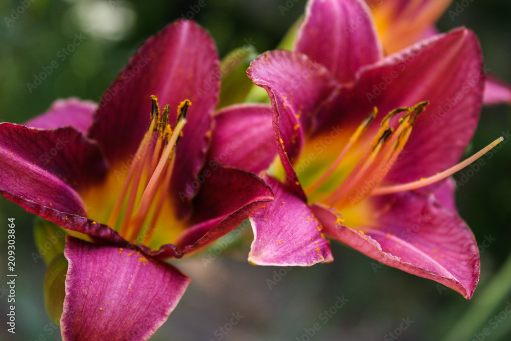 Flowers of the lily of the garden. Hemerocallis. Flowers of the lily of the garden. Hemerocallis.