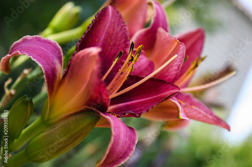 Flowers of the lily of the garden. Hemerocallis.