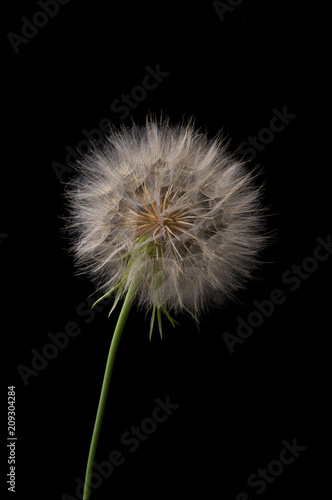 Dandelion blowing on black background