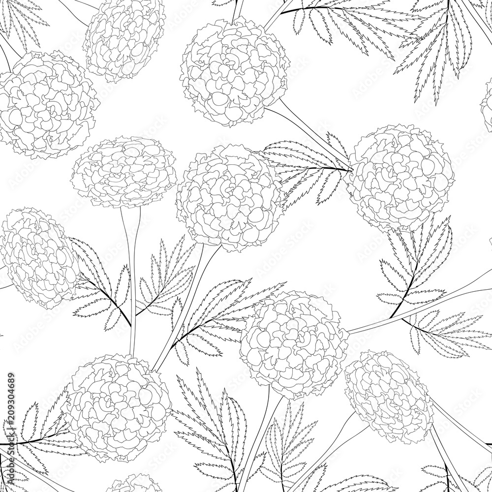 Obraz premium Nagietek kontur na białym tle