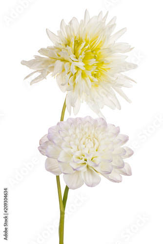 Fototapeta Naklejka Na Ścianę i Meble -  dahlia flower isolated