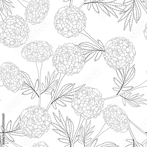 Fototapeta Naklejka Na Ścianę i Meble -  Marigold Outline on White Background