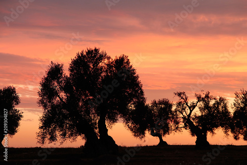 Olive trees in sunset light, Apulia, Italy