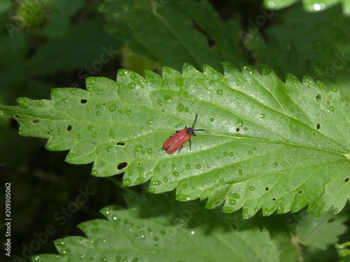 a brown bug on a leaf © Sonja