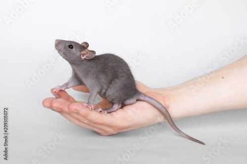 Black rat sitting on a man's hand on a gray background