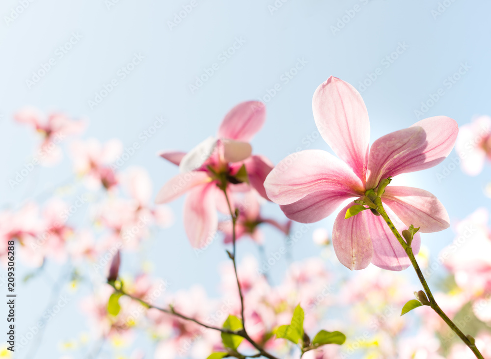 Magnolia pink blossom flowers Magnolia pink blossom flowers