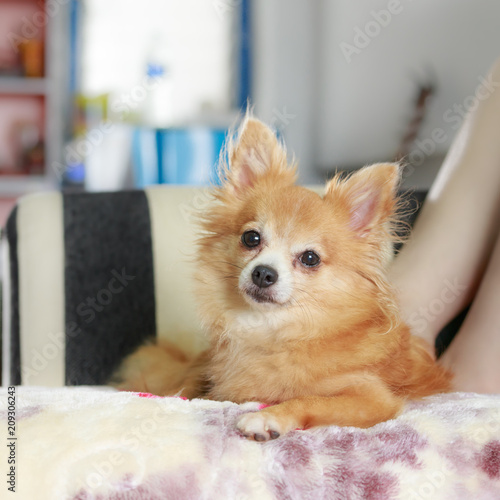 Lovely puppy, Young brown chihuahua relaxing on softly sofabed (with copy space)