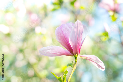 Fototapeta Naklejka Na Ścianę i Meble -  Magnolia pink blossom flowers