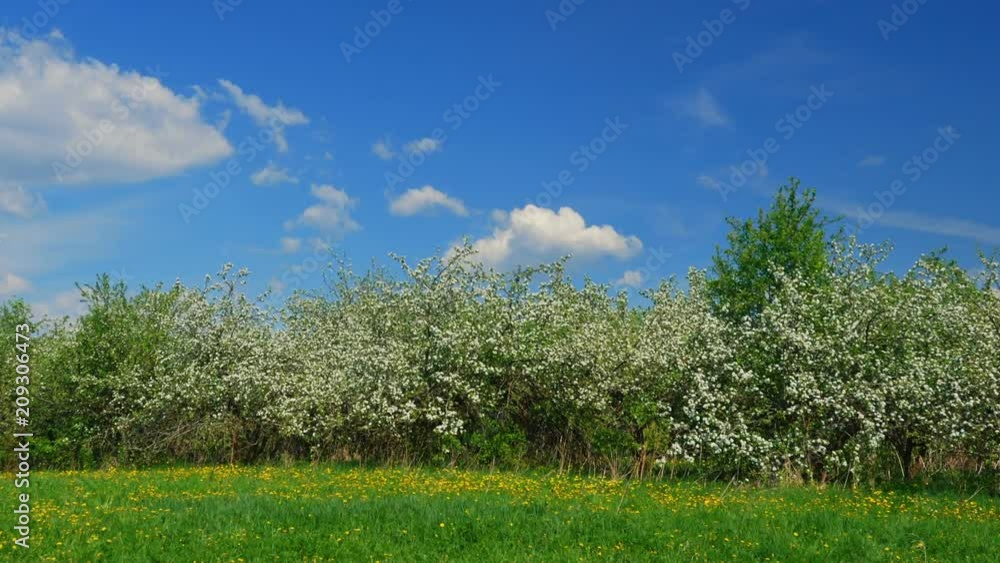 Panoramic time lapse shot of blossoming apple fruit trees in orchard in springtime Panoramic time lapse shot of blossoming apple fruit trees in orchard in springtime