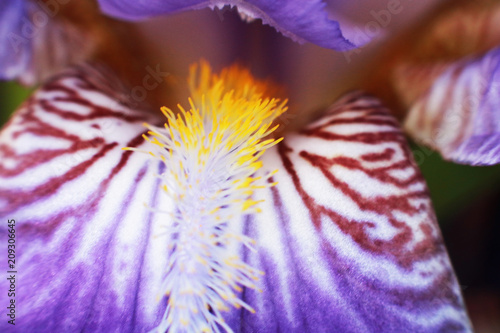 Fototapeta Naklejka Na Ścianę i Meble -  Purple iris flower.