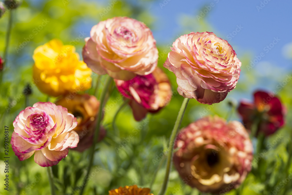 kinpouge ハナキンポウゲの花 Stock Photo | Adobe Stock