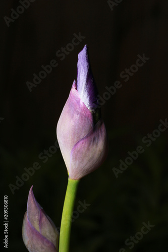 Fototapeta Naklejka Na Ścianę i Meble -  Purple iris flower.
