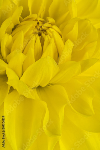 Fototapeta Naklejka Na Ścianę i Meble -  dahlia flower background