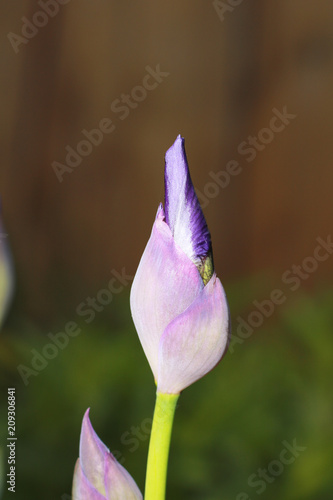 Fototapeta Naklejka Na Ścianę i Meble -  Purple iris flower.