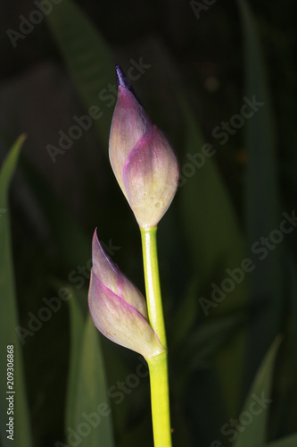 Fototapeta Naklejka Na Ścianę i Meble -  Purple iris flower.