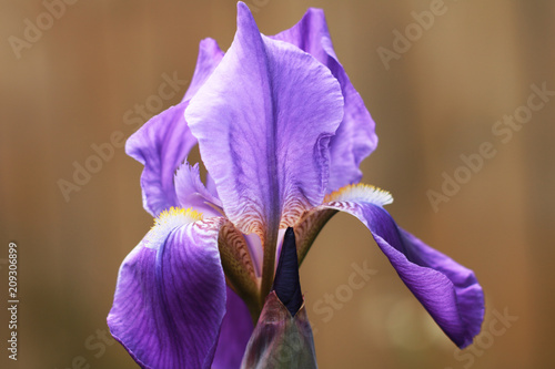 Fototapeta Naklejka Na Ścianę i Meble -  Purple iris flower.