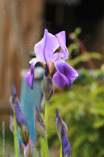 Fototapeta Naklejka Na Ścianę i Meble -  Purple iris flower.