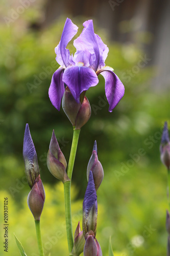 Fototapeta Naklejka Na Ścianę i Meble -  Purple iris flower.
