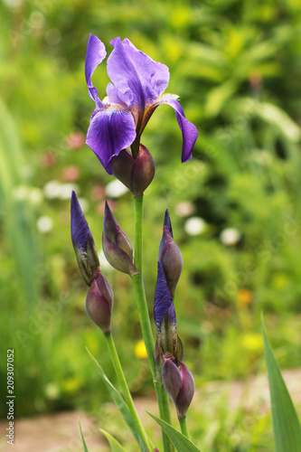 Fototapeta Naklejka Na Ścianę i Meble -  Purple iris flower.