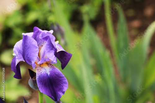 Fototapeta Naklejka Na Ścianę i Meble -  Purple iris flower.
