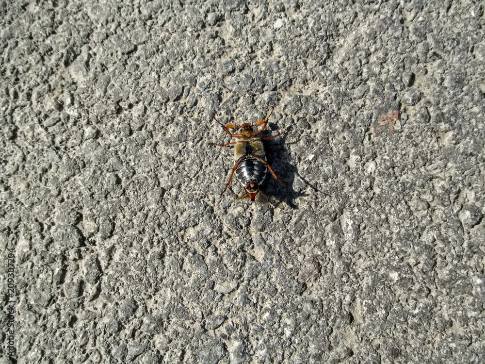 An isolated  male cockchafer lies on its back on the asphalt. The breeding season of May bug, zoological background, concept of entomology