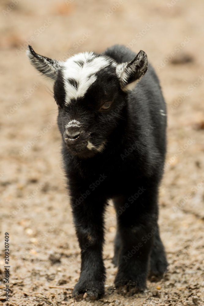 A young black and white goat stands outside A young black and white goat stands outside