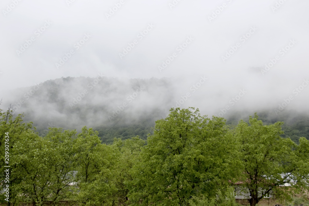 Forested mountain slope in low lying cloud with the evergreen conifers shrouded in mist in a scenic landscape view