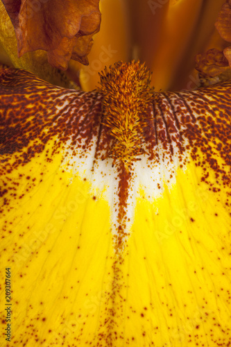 Fototapeta Naklejka Na Ścianę i Meble -  iris flower background